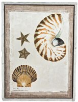 32" x 24" Nautilus and Scallop Coastal Framed Canvas
