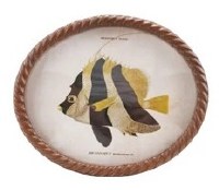 11" x 13" Oval Black and Yellow Fish Framed Print Under Glass