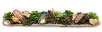 42" Faux Multicolor Succulents With Shells in a Natural Oval Wood Bowl