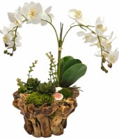 20" Faux Two White Orchids With Shells in a Wood Bowl