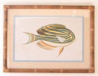 18" x 24" Blue and Yellow Coastal Fish Print in a Rattan Frame Under Glass