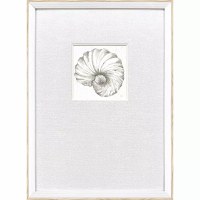 21" x 15" Neutral Nautilus Shell Coastal Framed Print Under Glass