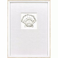 21" x 15" Neutral Scallop Shell Coastal Framed Print Under Glass