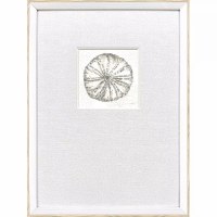 21" x 15" Neutral Sea Urchin Coastal Framed Print Under Glass
