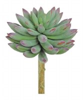 5" Faux Sage and Purple Finger Succulent 5" Faux Sage and Purple Finger Succulent