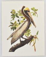 Box of 10 Brown Pelican on a Branch Coastal Note Cards