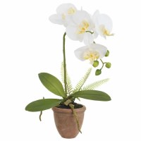 17" Faux White Phalaenopsis Orchid in Teraacotta Pot