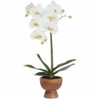 24" Faux Whte Palaeonopsis Orchid in Wood Vase