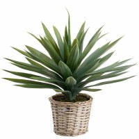 22" Faux Green Agave in Natural Whitewash Wicker Basket