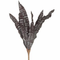 15" Faux Burgundy and Brown Earth Star Bromeliad