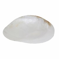 9" Natural Shell Dish