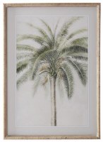 27" X 20" Thick Trunk Palm Framed Under Glass
