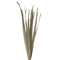 Bundle of 39" Natural Palm Leaves