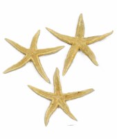 Bag of Three 3"- 5" Astro Poly Starfish