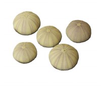 Bag of Five 1.5" - 2" Natural Purple Urchins