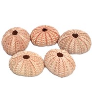 Bag of Five 1"- 1.5" Natural Pink Urchins
