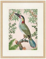 32" x 24" Toucan Framed Print