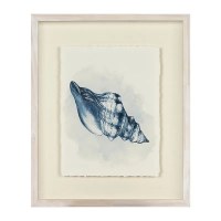 19.5" x 16" Blue Fox Shell Framed Print
