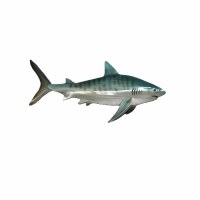 33" Multicolor Tiger Shark Metal Wall Plaque