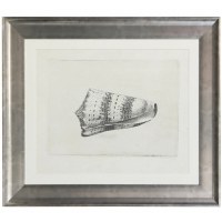 25" x 29" Turban Shell Framed Print Under Glass