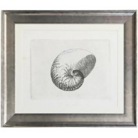 25" x 29" Nautilus Shell Framed Print Under Glass