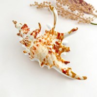 Brown and White Lambis Seashell Coastal Hair Clip