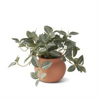 6.5" Faux Fittonia in a Terracotta Pot
