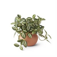 6.5" Faux Wandering Trad in a Terracotta Pot