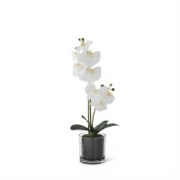 20" Faux White Orchid With Moss in a Glass Vase