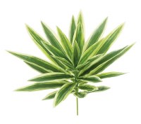 10" Faux White and Green Dracaena