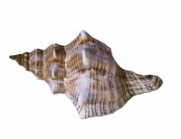 5"- 6" Fox Shell