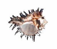 5"- 6" Black Murex Shell