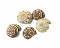 Bag of Five  0.75"- 1" Sundial Shells