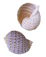 4"- 5" Tonna Tessalata Shell