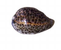 3"- 3.5" Tiger Cowrie Shell