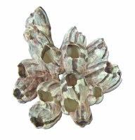 5"- 7" Purple Barnacle Cluster