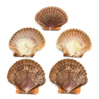 Bag of Five 2.5"- 3" Mexican Flat Pecten Shell