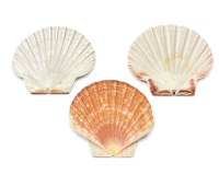 Bag of Three 3.5"- 4" Irish Flat Shell