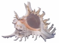 4"- 5" Murex Ramosus Shell