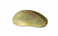 2"- 3" Pearl Abalone Donkey Ear