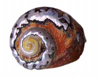3.5"- 4" Turbo Sarmaticus Polished Shell