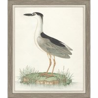 34" x 28" Black Crowned Heron Framed Coastal Print
