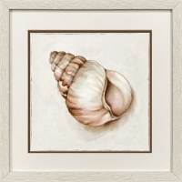 17" Sq Pink and Brown Cone Shell Framed Coastal Print