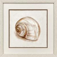 17" Sq Pink and Brown Turbo Shell Framed Coastal Print
