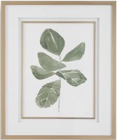34" x 28" Fiddle Leaf 1 Framed Print Under Glass