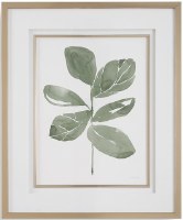 34" x 28" Fiddle Leaf 2 Framed Print Under Glass