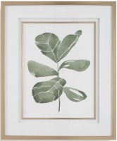 34" x 28" Fiddle Leaf 3 Framed Print Under Glass