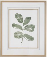 34" x 28" Fiddle Leaf 4 Framed Print Under Glass