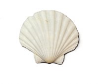 3.5"- 4" Lions Paw Shell