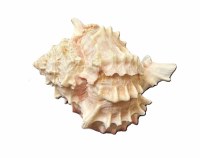 4" Pink Murex Shell